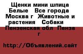 Щенки мини шпица Белые - Все города, Москва г. Животные и растения » Собаки   . Пензенская обл.,Пенза г.